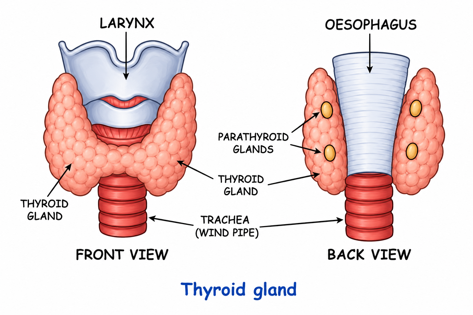 Fig 10.5: Thyroid gland